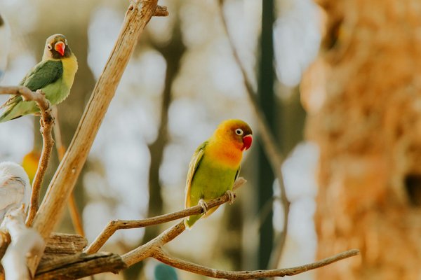 Le rôle des insectes dans la forêt et pourquoi ils sont essentiels