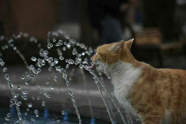 Top 5 raisons d'opter pour une fontaine à eau pour chat