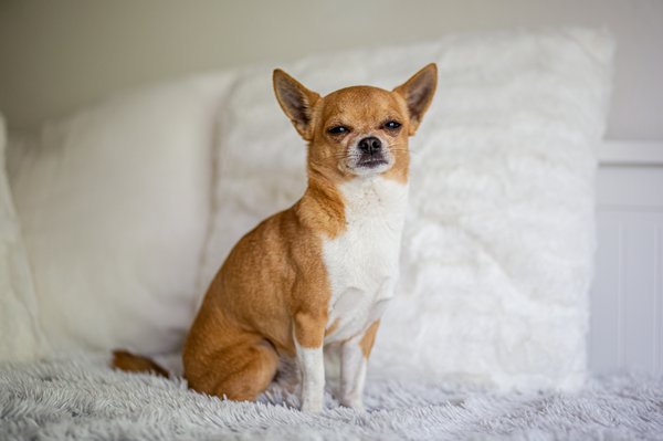 L'assurance santé pour votre chihuahua : ce qu'il faut savoir